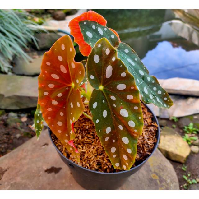 Bunga Begonia Polkadot Butterfly Bunga Hias Tanaman Hias Indah Shopee Indonesia