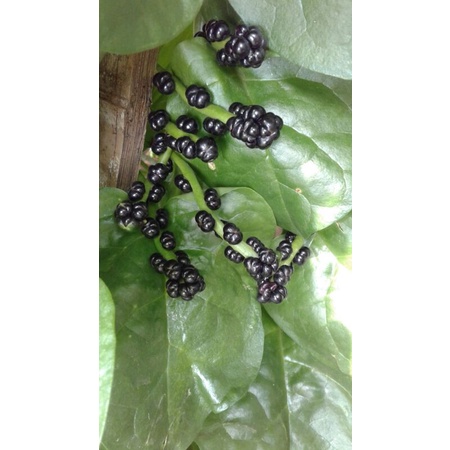 Buah Angkung Segar Obat Herbal