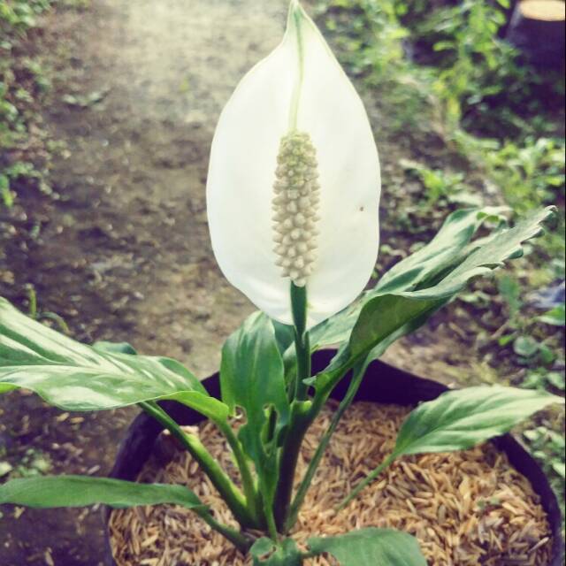 Tanaman bunga peace lily