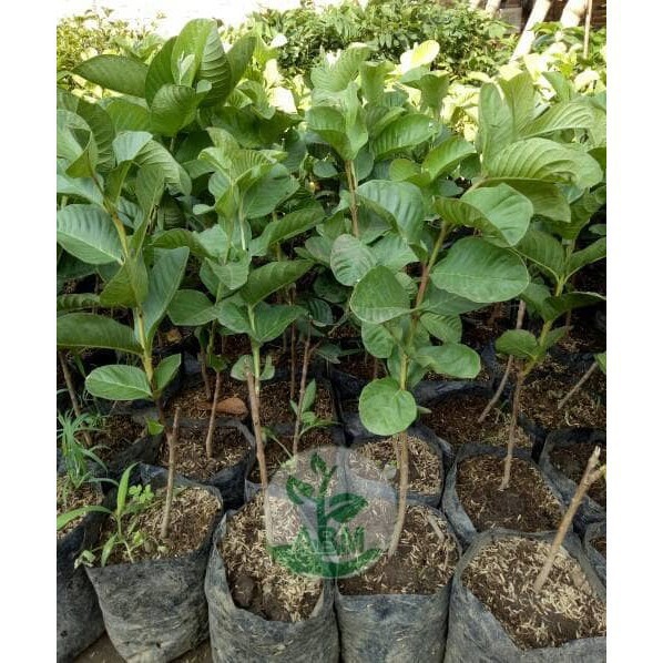 

5 Bibit Jambu Sukun Merah Tanpa Biji Okulasi Unggulan