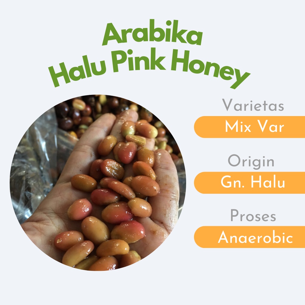 

HALU Pink CM greenbeans- TERPADU COFFEE