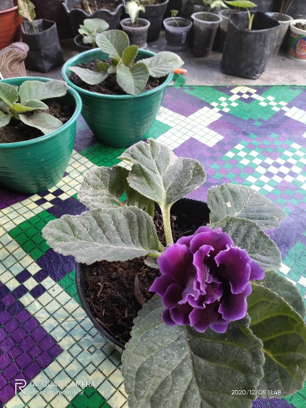 Tanaman Hias - Bunga Gloxinia - Warna Random