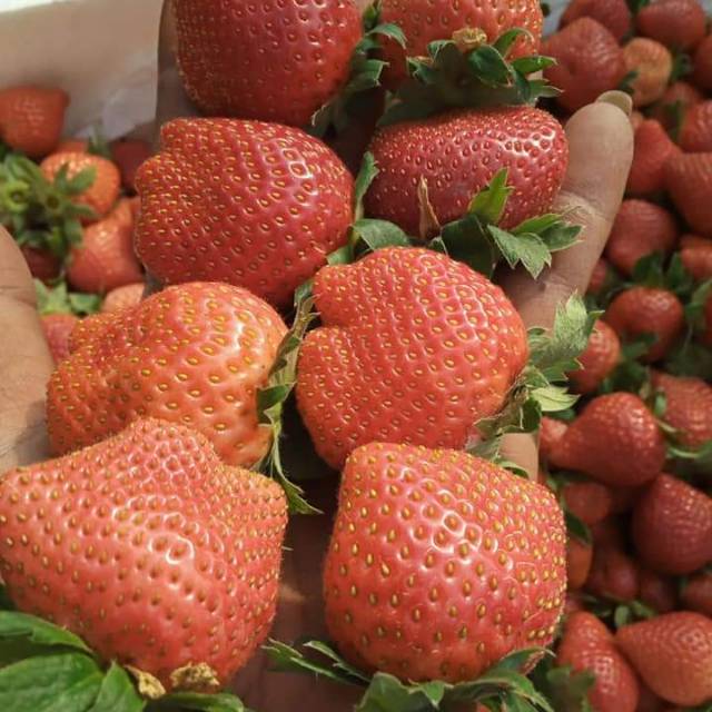 

Bibit strobery cepat berbuah