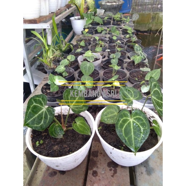 kuping gajah tarantula