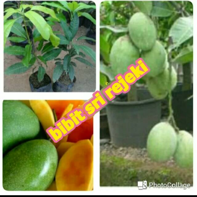 BIBIT MANGGA MANALAGI/MADU