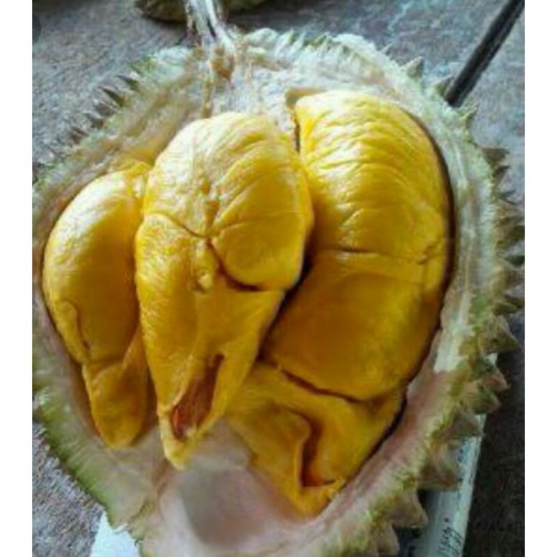 BIBIT POHON DURIAN BAWOR KAKI TIGA