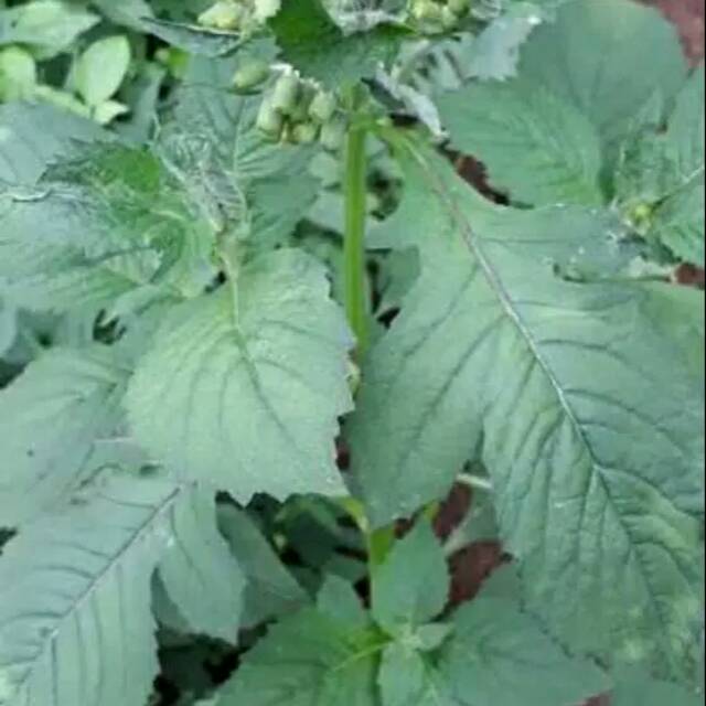 

Daun Lengko. Daun Sintrong Segar 500gram obat herbal