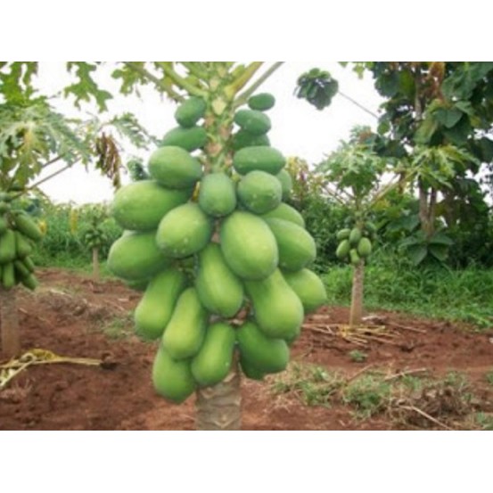 bibit tanaman buah pepaya kates california