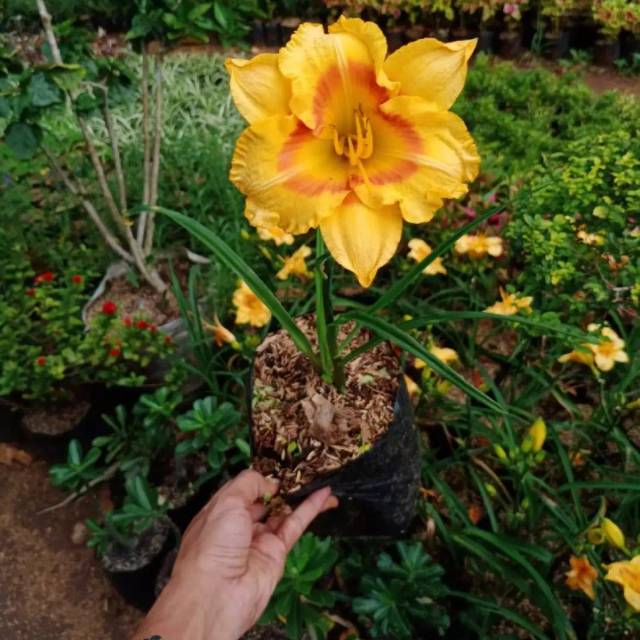 Tanaman hias lily original /tanaman bunga lily / tanaman ...