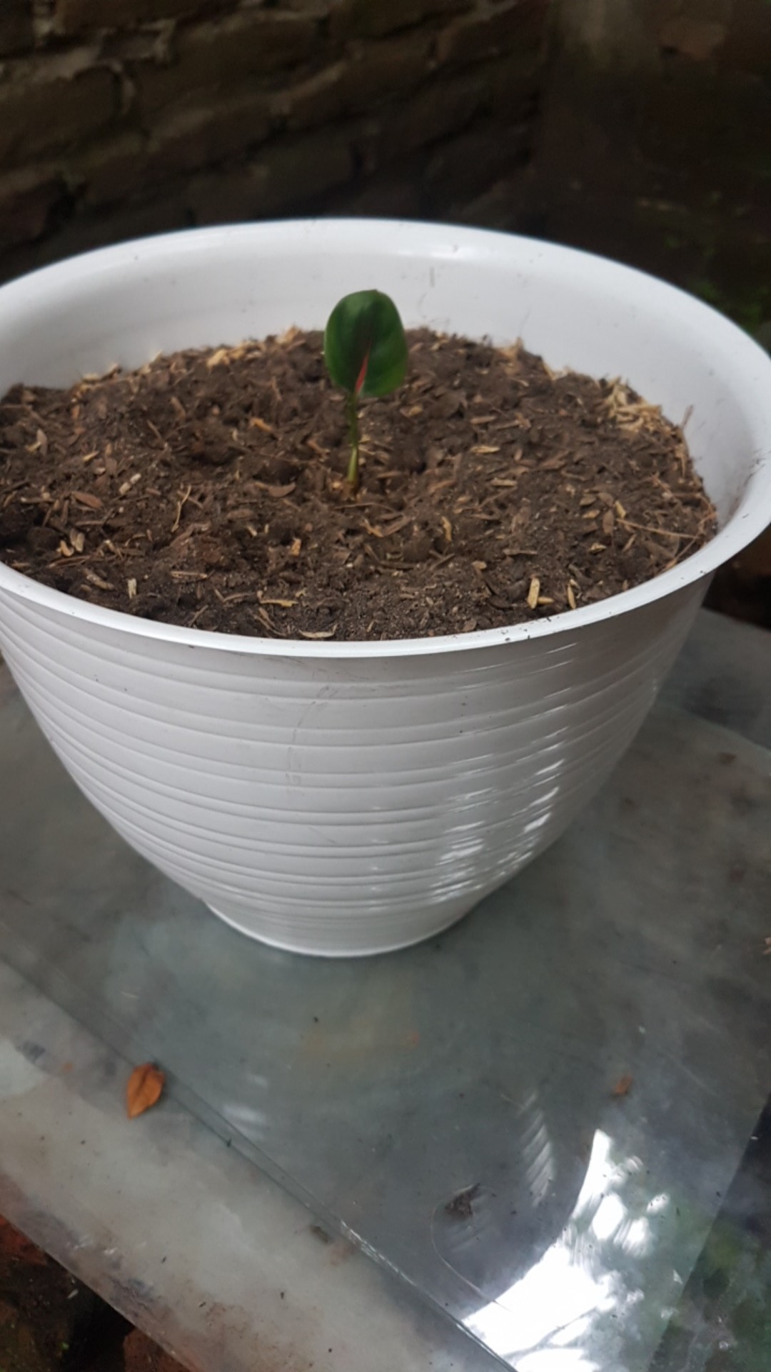 Suksom Jaipong Anakan/suksom Jaipong Bonggolan 2~3 Helai