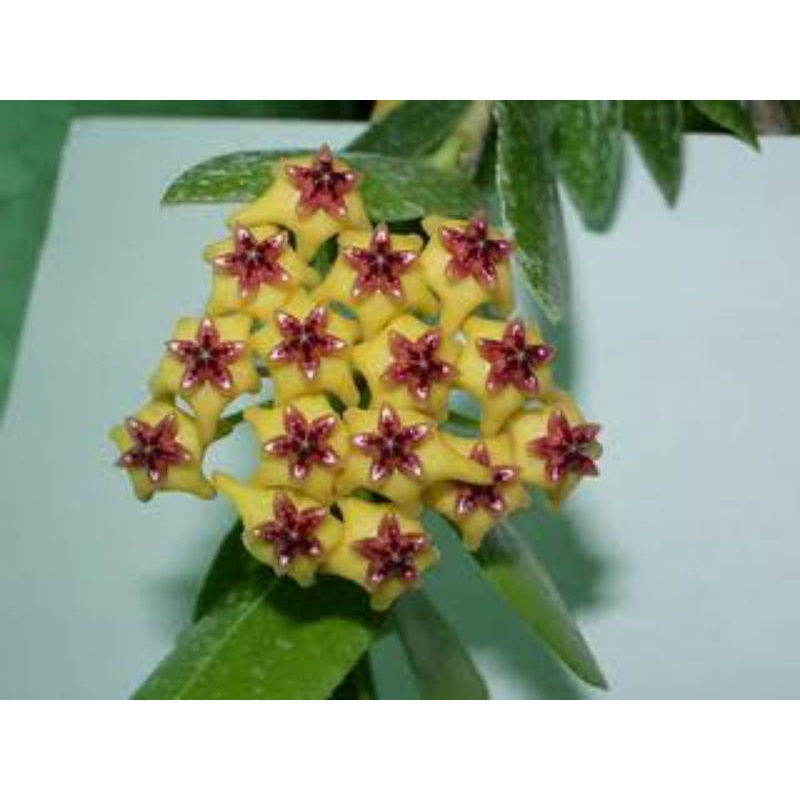 Hoya Densifolia | Hoya Densifolia Siap Bunga Wangi | Tanaman Hias Gantung | Hoya Murah | Hoya Plant