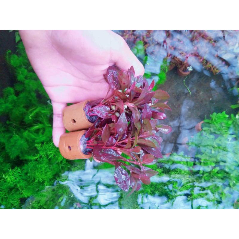 Ludwigia Repns Red Malang termurah tanaman aquascape