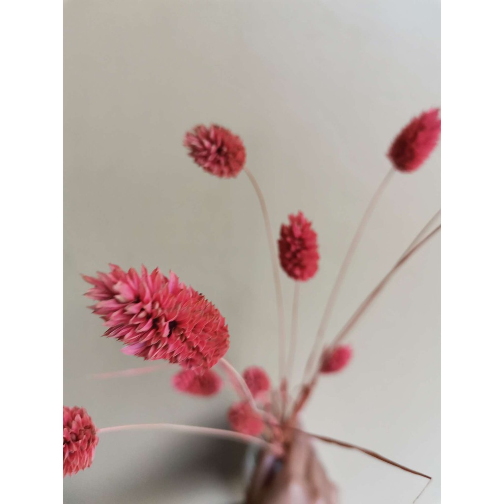 Bunga Kering/Dried Phalaris Pink