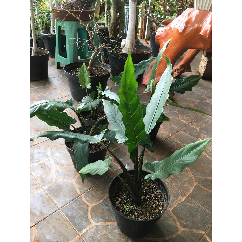 ALOCASIA KRIS PAPUA/ KELADI KERIS PAPUA/ BUNGA KELADI PAPUA DEWASA/ ALOKASIA KERIS PAPUA