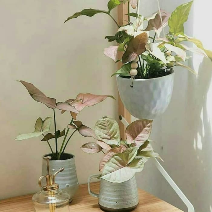 Tanaman hias syingonium pink - keladi syingonium pink