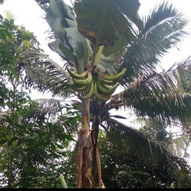 Bibit tanaman pisang tanduk-pohon pisang tanduk