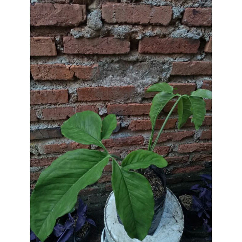 Syngonium auritum