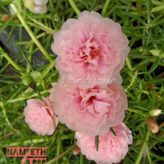 BUNGA KROKOT IMPORT ID.NAMPETH