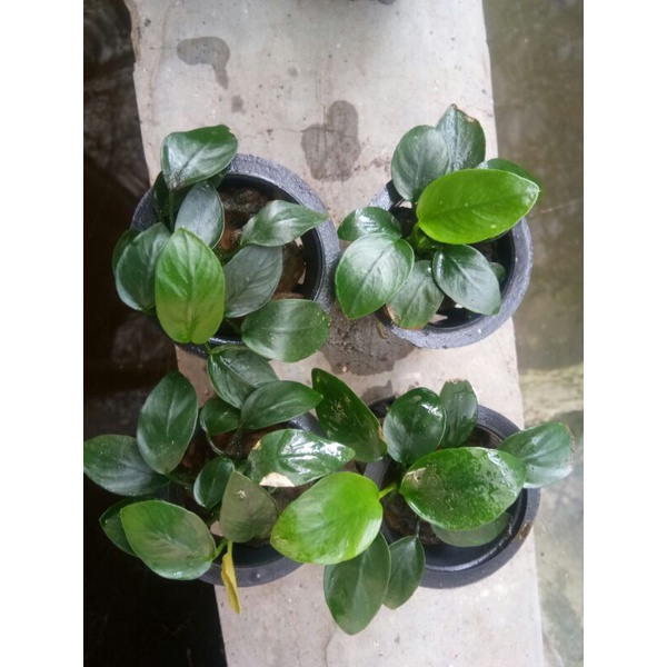 Anubias pinto/panda oon