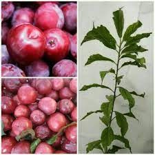 Bibit Plum Merah-Jual Bibit Plum Merah-Bibit Tanaman Buah Plum Merah
