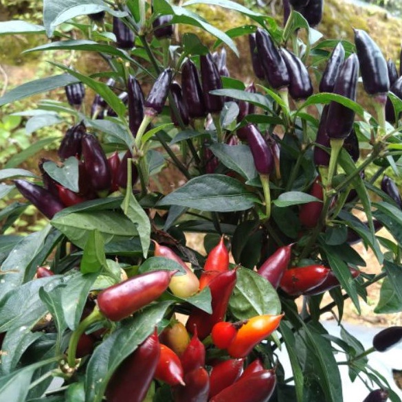 BS-BYL Bibit Cabe Hias Pelangi Benih Tanaman Sayuran Cabai Carolina Reaper Merah Bolivian Rainbow Katokkon Numex Giant Raksasa Sweet Italian Ungu Hitam-CH BLACK CANDLE