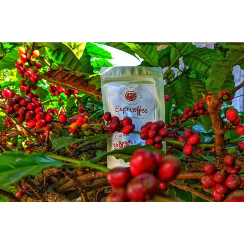 

expecoffee javanese coffe beans / proses natural / rosting kasar dan halus / kopi bubuk / kopi asli