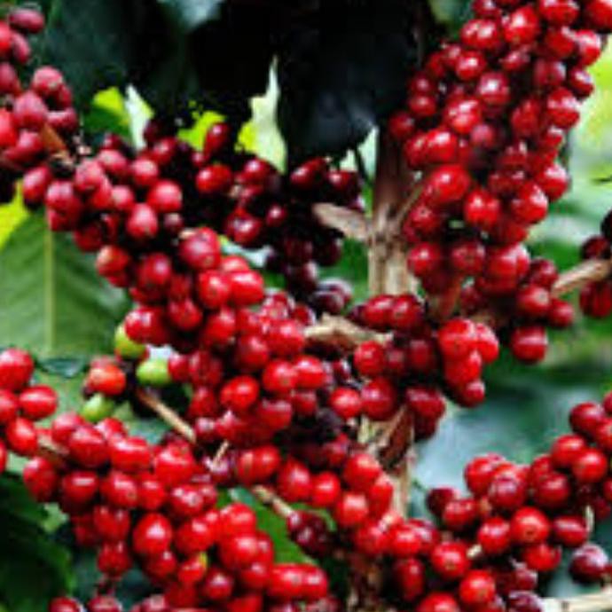 5 Ons Biji Benih Kopi Arabica Ateng Super #_*