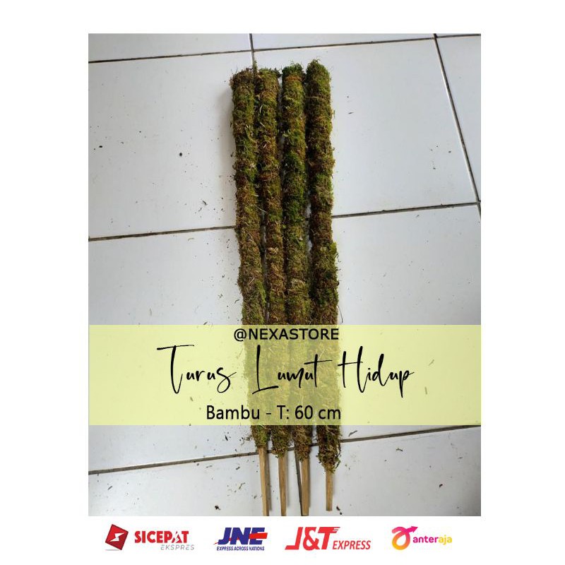 Jual Turus Lumut Hidup Penyangga Tanaman Rambat Bambu 60 Cm Shopee