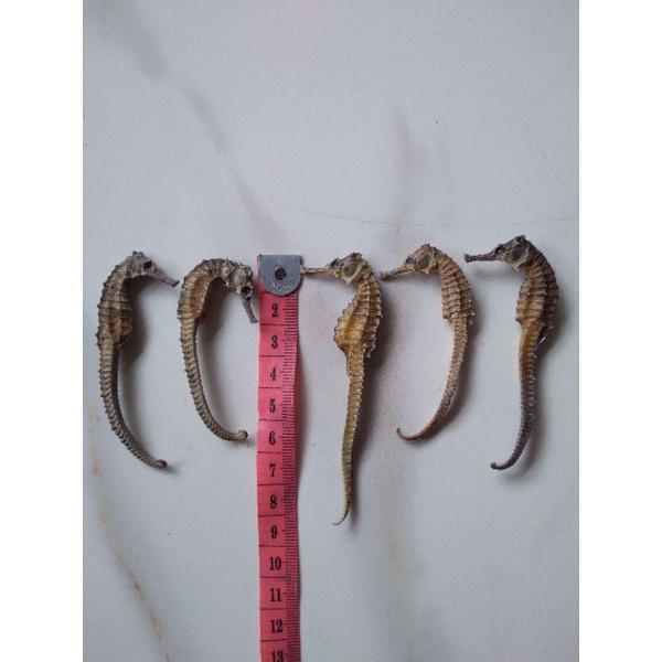 

KL HAI MA 海馬 Kering Herbal joss ( 1 pcs uk 6-8cm )
