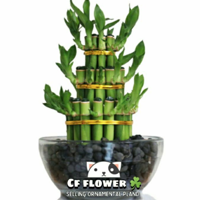 TANAMAN BAMBU HOKI • BAMBU REJEKI - Tanaman Bambu Hias