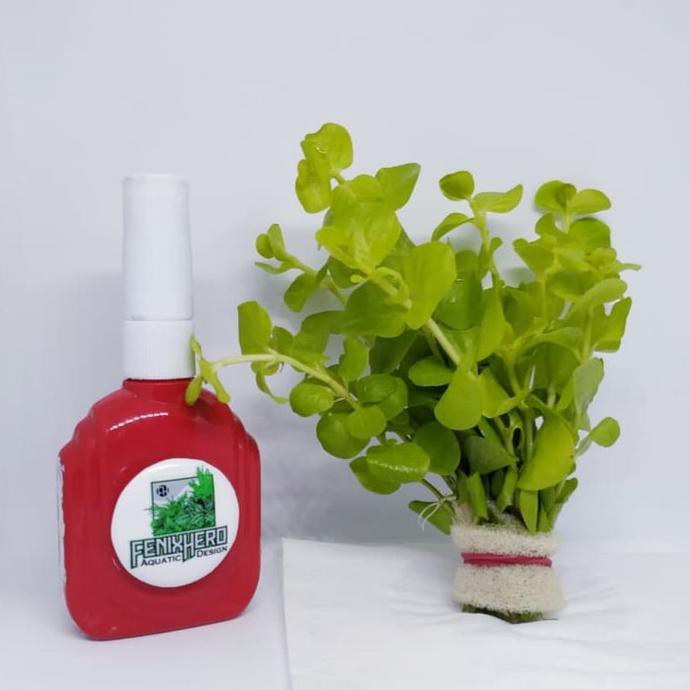 

Big Sale lysimachia aurea Diskon