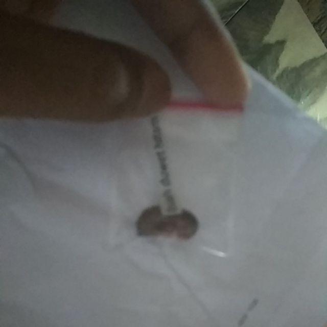 Biji/benih/bibit Buah Duwet Hitam (7 Biji)