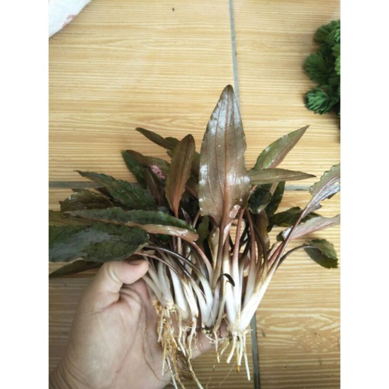 cryptocoryne wendti brown
