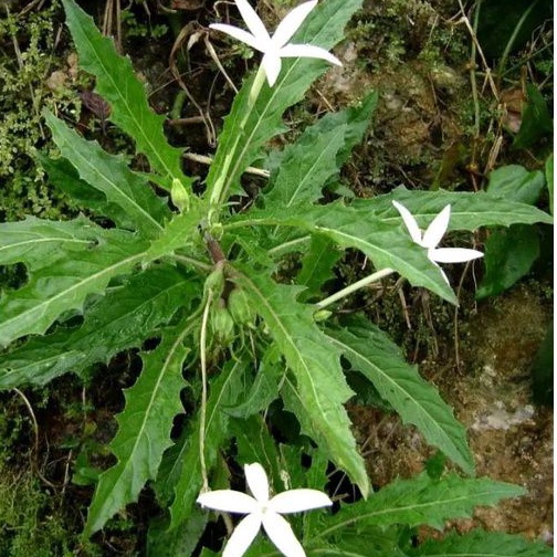 

Khusus Jual Bunganya Kitolod atau bunga Ki korejat per 50 helai