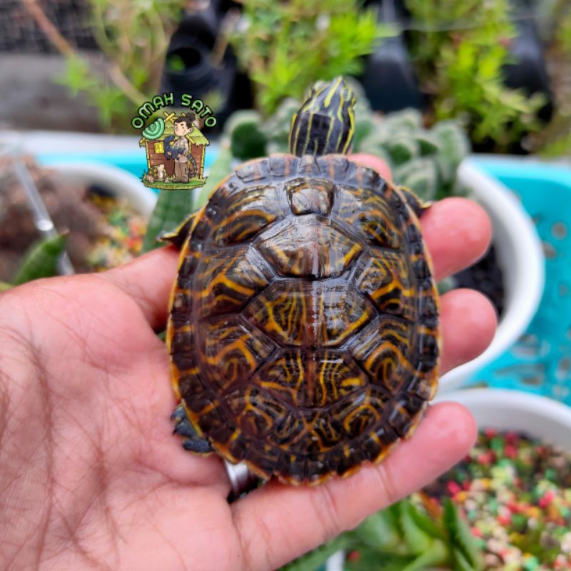 Peninsula cooter 6.5cm