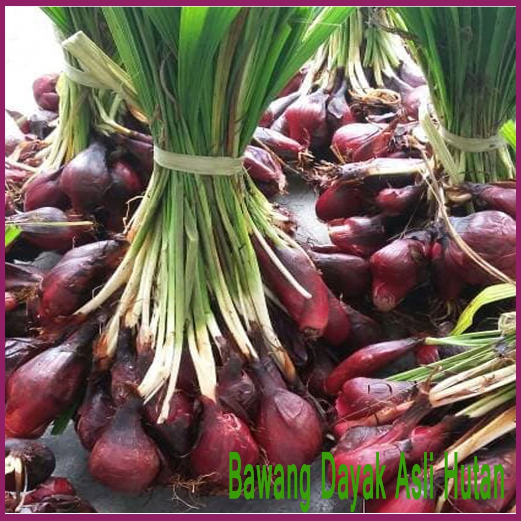 Jual Bawang Dayak Segar Kemasan 1kg Shopee Indonesia 5912