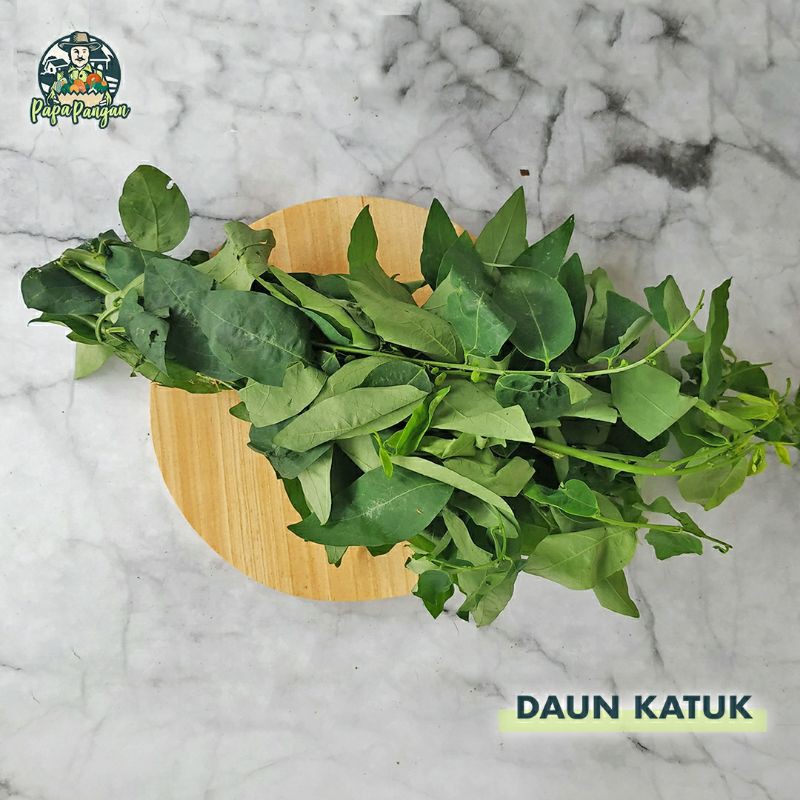 

DAUN KATUK Papapangan - 150 gram
