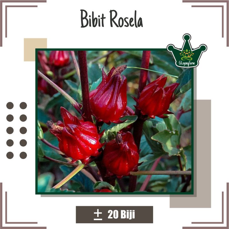 Bibit Rosela Merah Tanaman Herbal - Benih Herbal