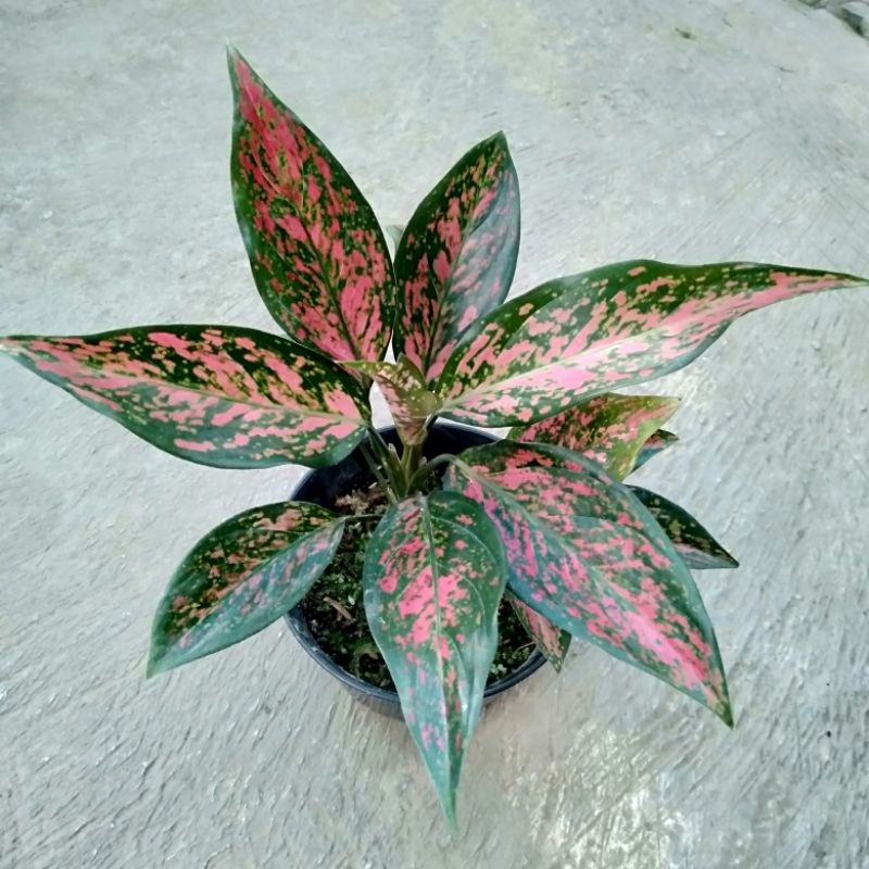 Tanaman hias daun merah Aglonema aglo Venus indukan dan anak difoto