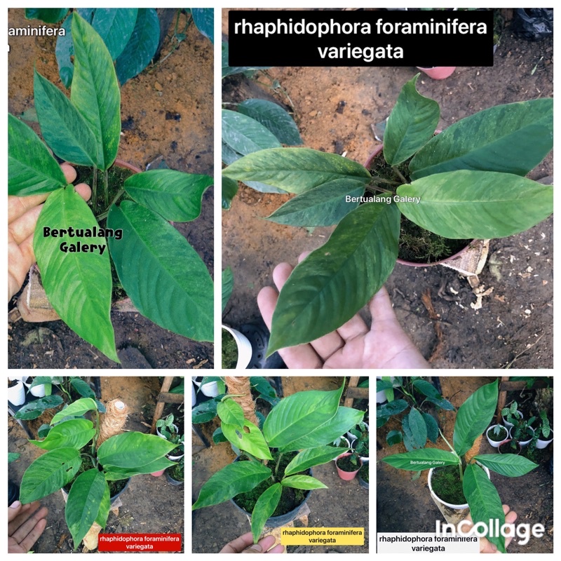 Tanaman Rhapidopora foraminifera variegata Borneo varigata item sesuai gambar rawatan murah
