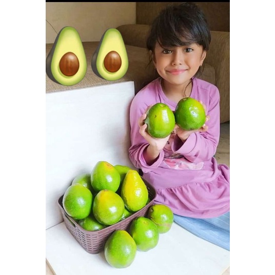 

Kebun Alpukat Mentega Indonesia (KAMI) Kualitas Premium