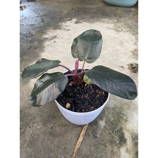 Sisma Black Metalica