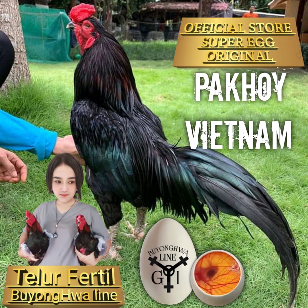 Ayam Bangkok pakhoy Vietnam super jalu telur fertil