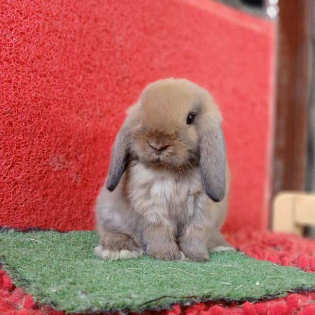 Kelinci Holland Lop Holand Lop Hl Hollandlop Holandlop Ras Terjamin Asli Shopee Indonesia