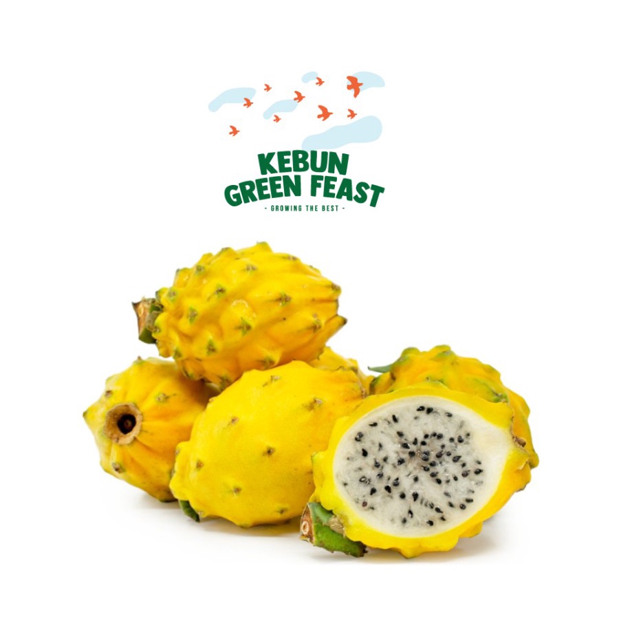 

Buah Naga Equador - Yellow Dragon Fruit