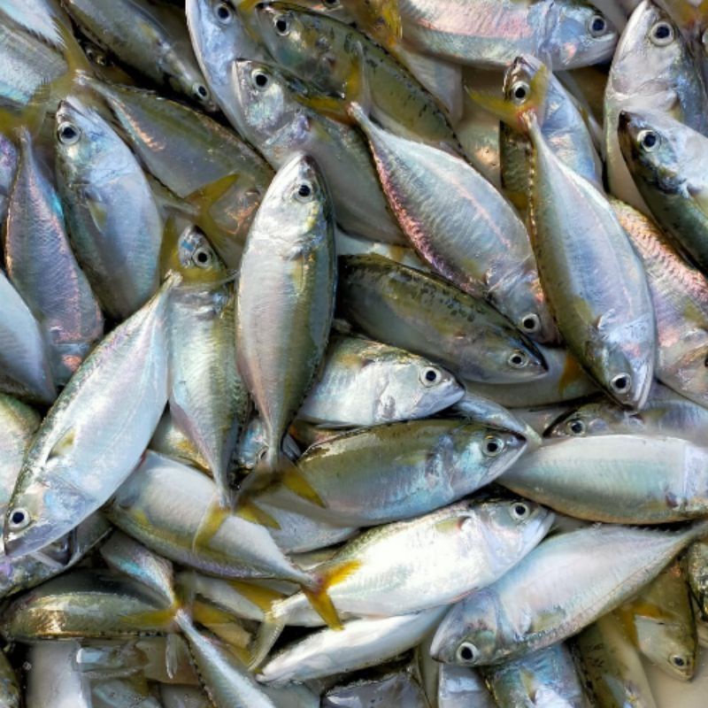 

ikan kembung segar harian setiap 5 kg bonus ikan segar 1 kg