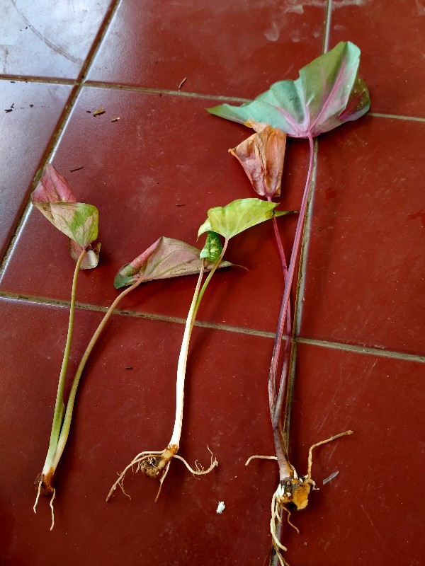Caladium Gingerland / Dikirim Anakan Keladi Gingerland