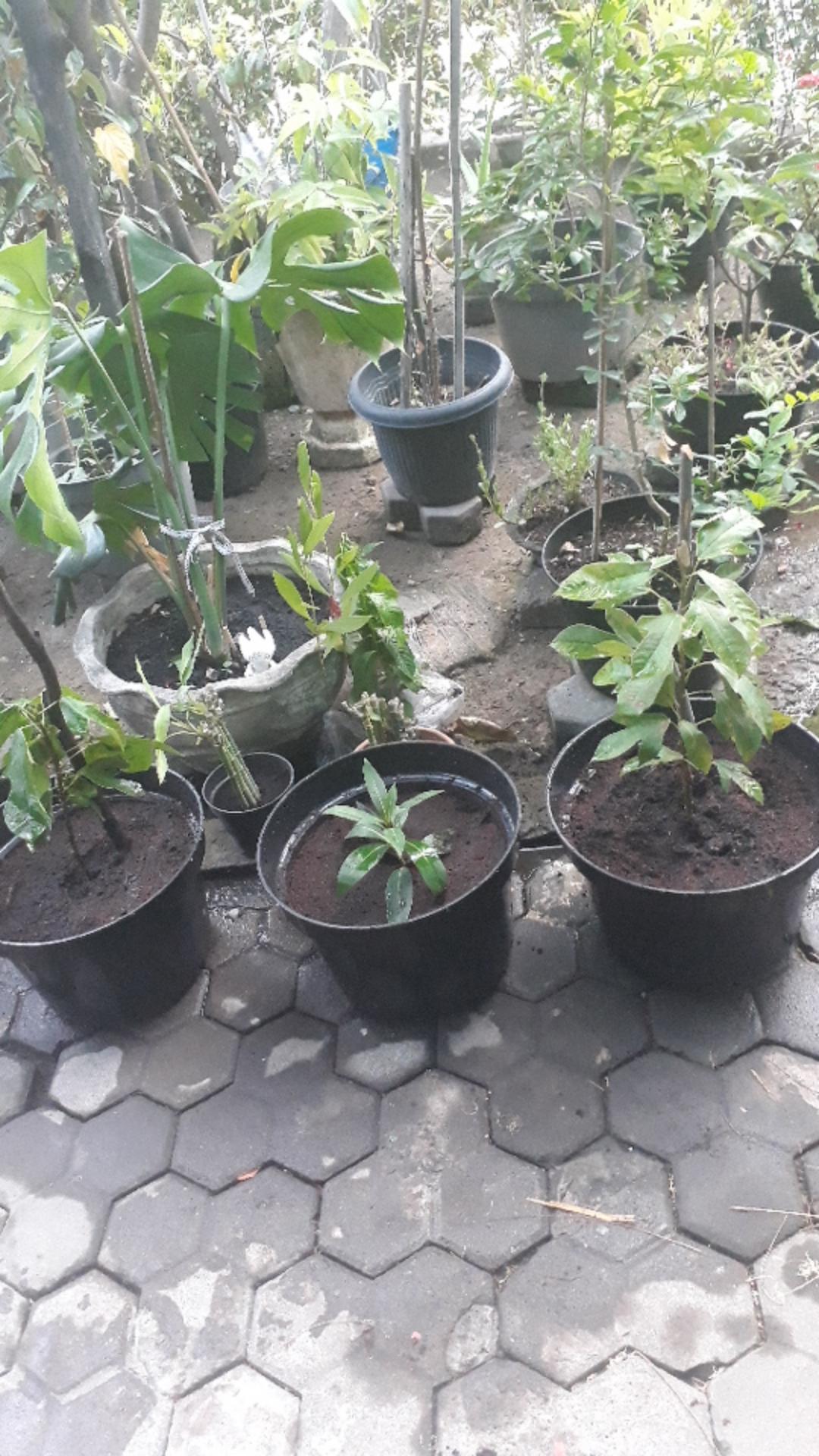 Xhantos Kuning 35-40cm