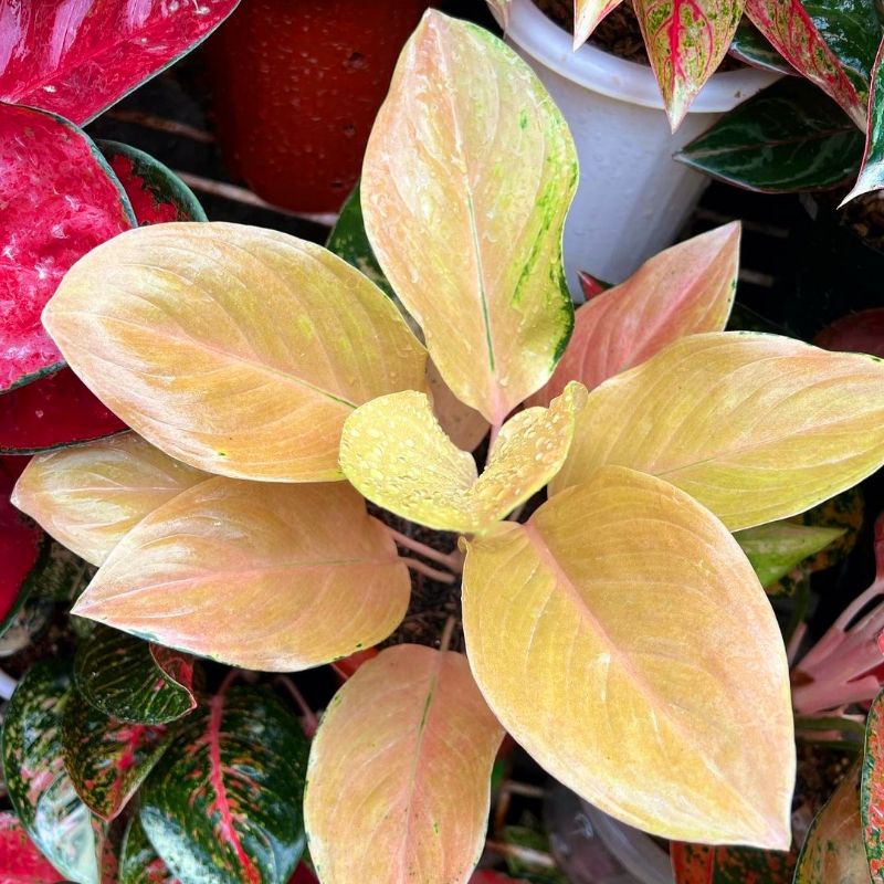 Aglaonema golden hope /Aglonema golden hope / Aglonema golden hope (Tanaman hias aglaonema golden ho