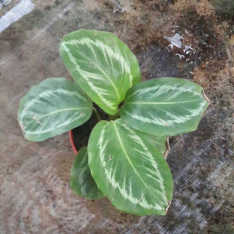 Calathea Flamestar Size Kecil